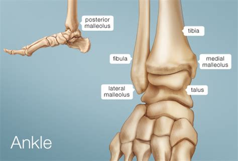 Ankle Impingement Physiopedia Universal Access To