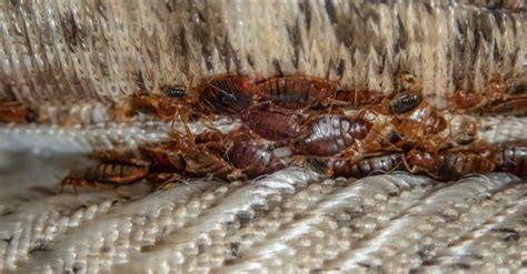 Does My Mattress Have Bed Bugs Az Animals