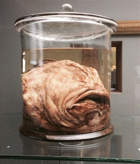 His party narrowly escaped nominating him for congress and then made him state game and fish warden. Found in the Zoology museum of Copenhagen. Labelled 'Artic ...