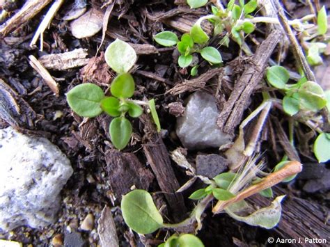 Purdue Turf Tips Weed Of The Month For March 2014 Is Common Chickweed