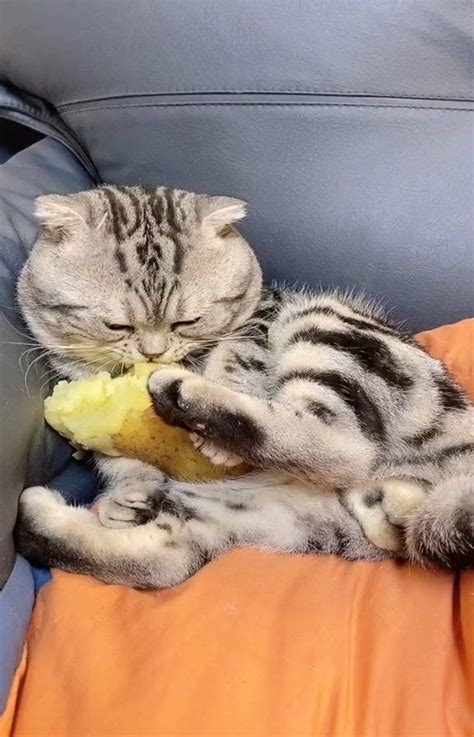 Cute Cat Club On Instagram From 大包子的吃饭日记 Dy Cutecatonline