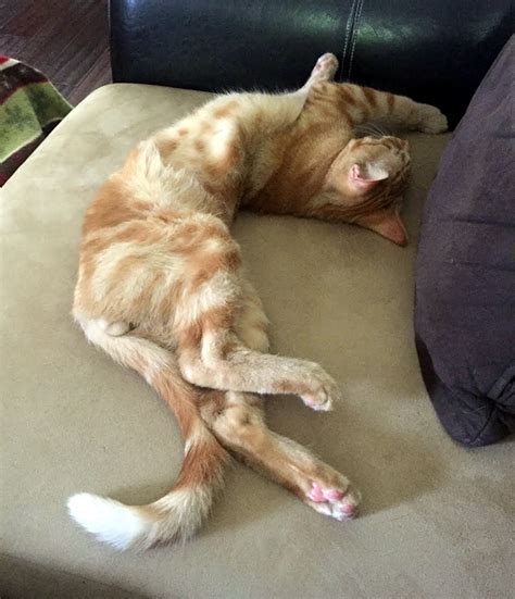 19 Funny Cats That Will Teach You How To Stretch Properly Thecatsite