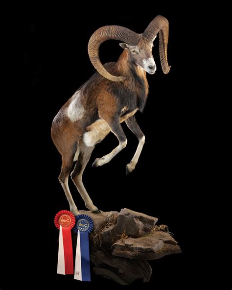 Mufflon1 Etc 2023 With Ribbons First Class Trophy Taxidermyfirst