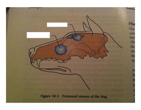 Paranasal Sinuses Of A Dog Quiz
