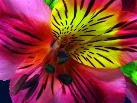Immagini di fiori adorabili di alta qualità e ad alta definizione che non vorrai mai perdere. Fiori | Wallpaperart - Part 2