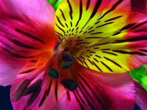 Contact html immagini sui fiori on messenger. Fiori | Wallpaperart - Part 3