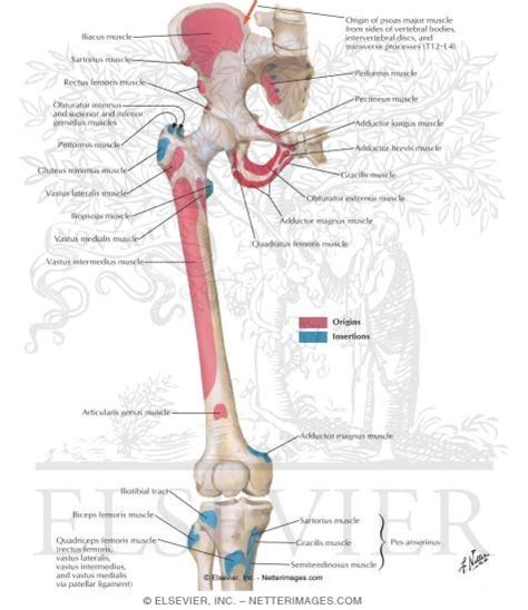 These muscles, including the gluteus maximus and the hamstrings other pelvic muscles, such as the psoas major and iliacus, serve as flexors of the trunk and thigh at the hip joint and laterally rotate the hip as well. Bony Attachments of Muscles of Hip and Thigh: Anterior View