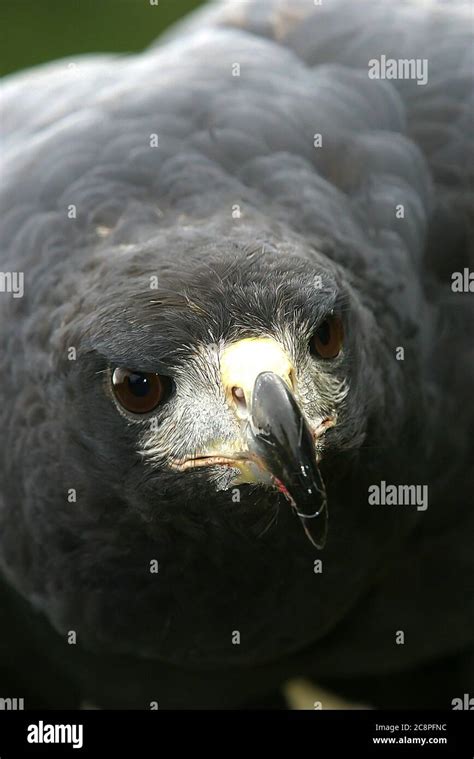 Great Black Hawk Buteogallus Urubitinga Detail Portrait Of Wild Bird