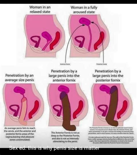 It has also been discovered that the potassium found in bananas can. "This is why penis size is matter" : badwomensanatomy