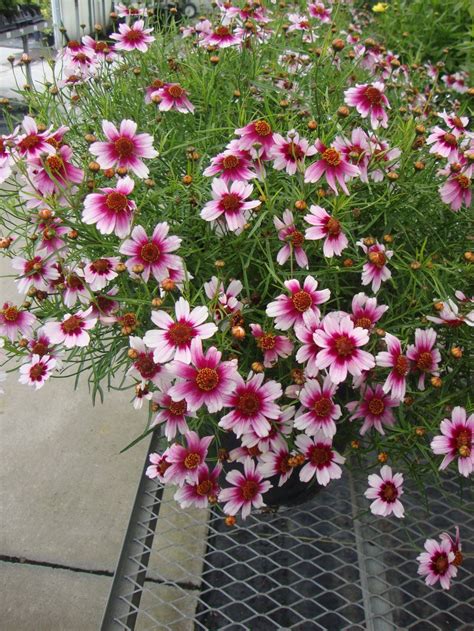 Coreopsis Rosea Sweet Dreams Can Be Planted In Place Of Echinacea