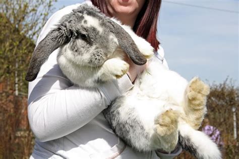 Adorable Giant French Lop Rabbits