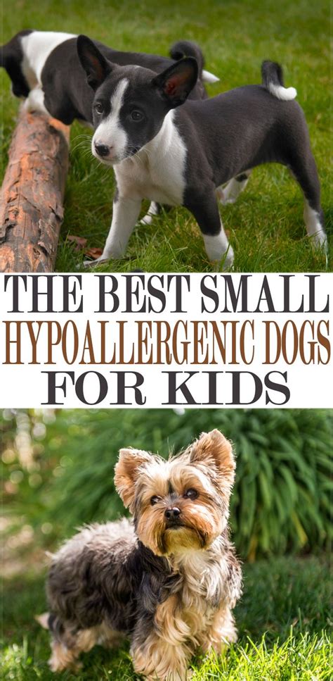 The Best Small Hypoallergenic Dogs For Kids in 2019 | D ...
