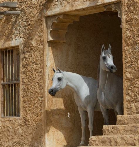 Pin by R. Sh. on Horses | Horses, Beautiful arabian horses, Pretty horses