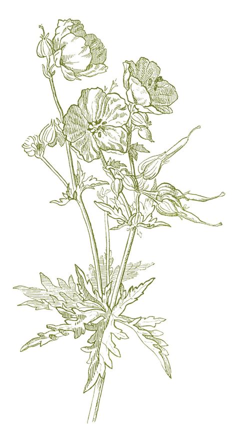 Beautiful Wild Geranium Drawing 4 Options Dibujos De Flores