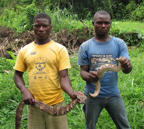 Snake Boys Of Ubundu With Two Gaboon Vipers Bitis Gabonic Terese