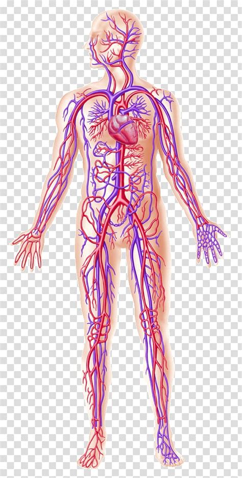 Label The Blood Vessel Human Bio Pin On Anatomy And Physiology Models