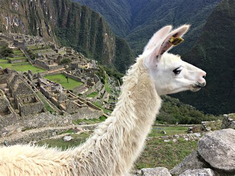 Fotos Gratis Paisaje Montaña Animal Viajar Escénico Ruina