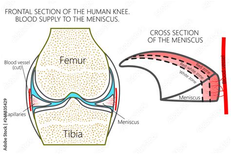 Vector Illustration Frontal Section Of A Healthy Human Knee Blood