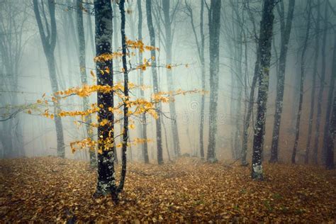 Trail Through A Mysterious Dark Old Forest In Fog Autumn Stock Image