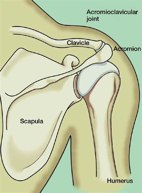 Ppt Acromioclavicular Joint Injuries Shoulder