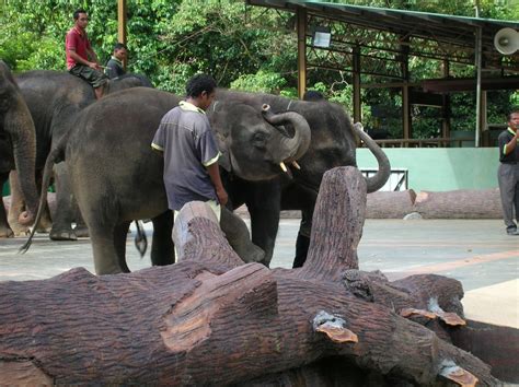 Activities at kuala gandah elephant sanctuary. Kuala Lumpur Short Getaway: Day trip to Kuala Gandah ...