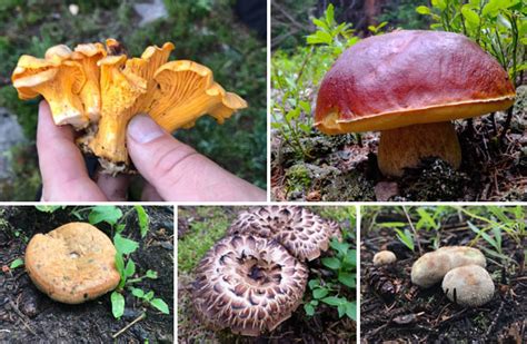 Colorado Wild Edible Mushrooms Modern Forager