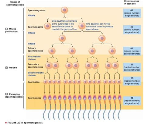 Stages Of Spermatogenesis Bahrian Doctors