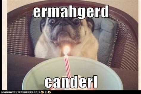 Ermahgerd Birthday Pug Via Cheezburger Ermahgerd Birthday Pug