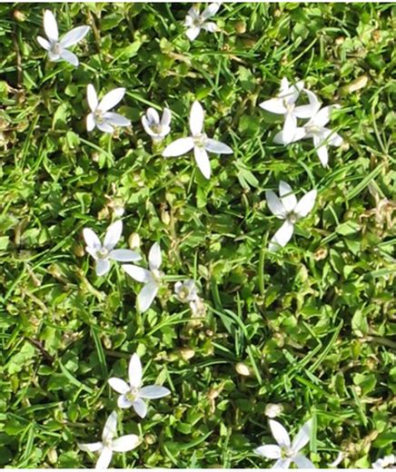 Broadleaf Weeds Lawnpride Australia