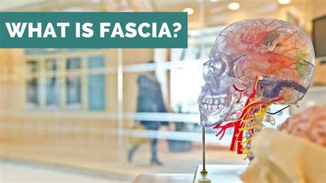 What Is Fascia Ae Wellness