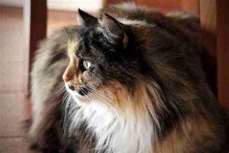 15 Thought Provoking Calico Cat Facts