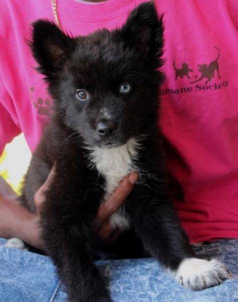 9 Labski Black Labhusky Mix Ideas Husky Mix Blue Eyed Dog Black Lab