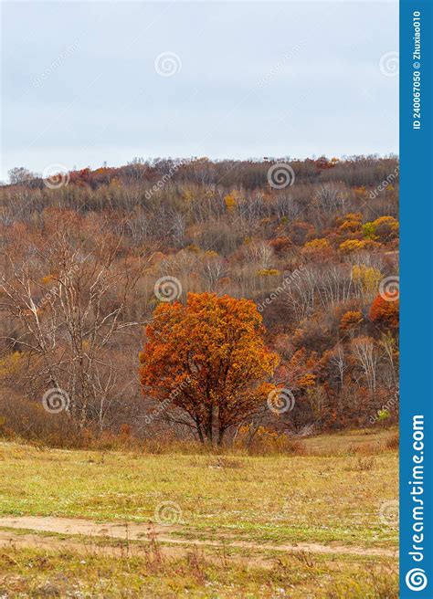 Colorful Autumn In Bashang Grassland Stock Photo Image Of Cold