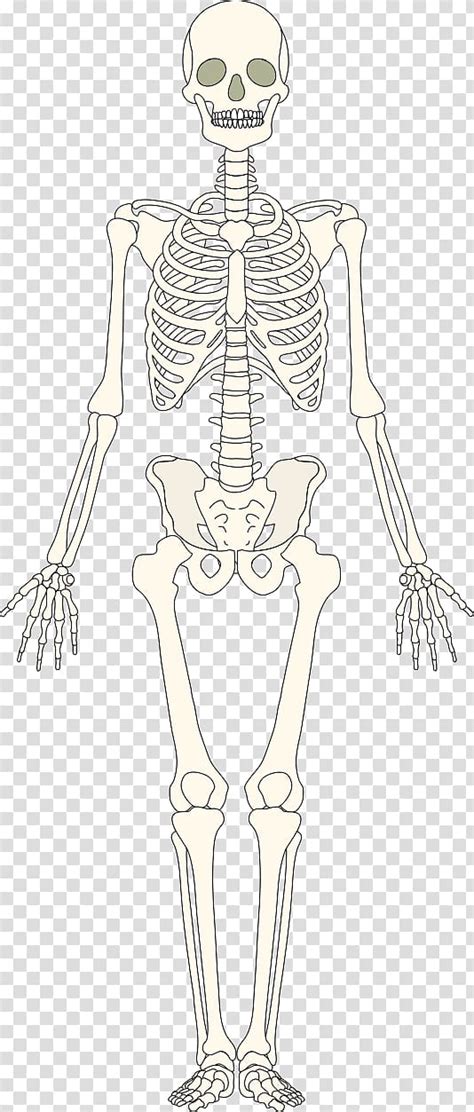 Worksheet Clipart Transparent Background Skeleton Human System Skeletal