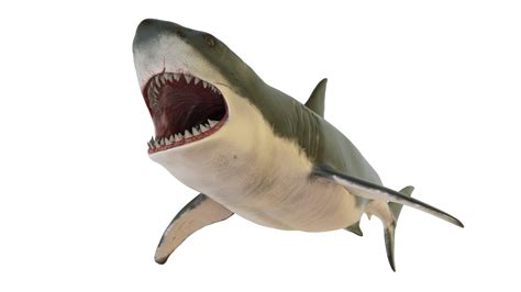 15 Shark Transparent Images Shark Transparent Background Images