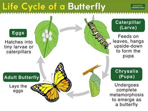 Life Cycle Of A Butterfly Complete Metamorphosis With Stages