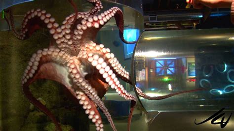 Giant Pacific Octopus Seattle Aquarium Hd Youtube Youtube