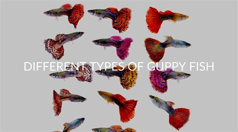 38 Different Guppy Types And What They Look Like Betta Care Fish Guide