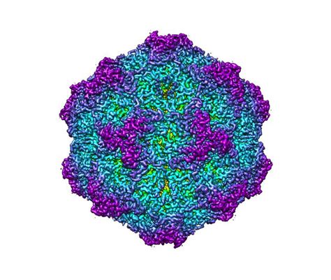 Understanding Parvovirus Part 1 Its Causes And Symptoms Bezubaanlife