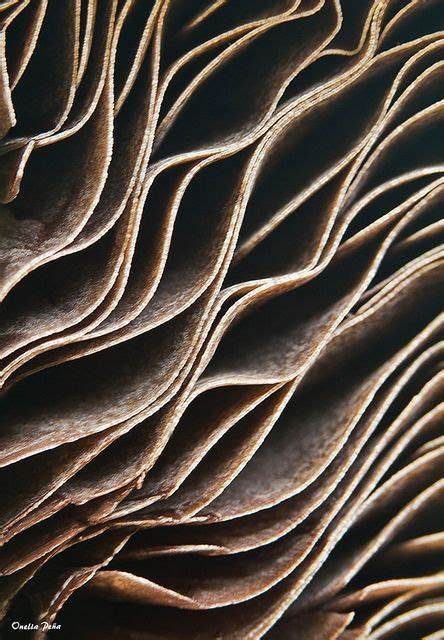 Art In Nature Mushroom Closeup With Rippling Layers And Textures Organic Inspirations For