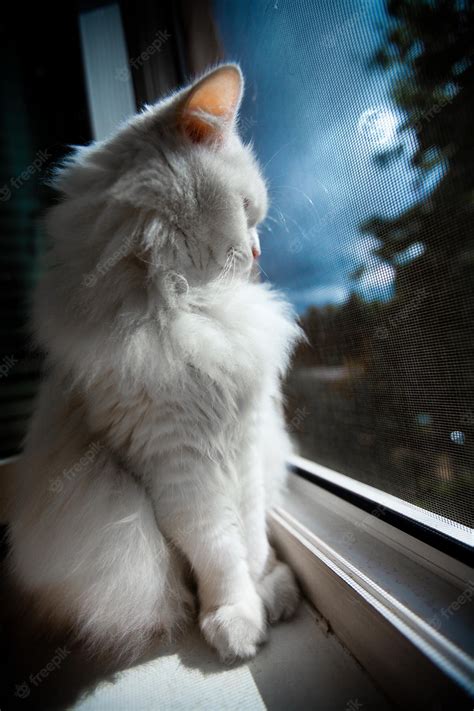 premium photo white cat sit by the window at late night