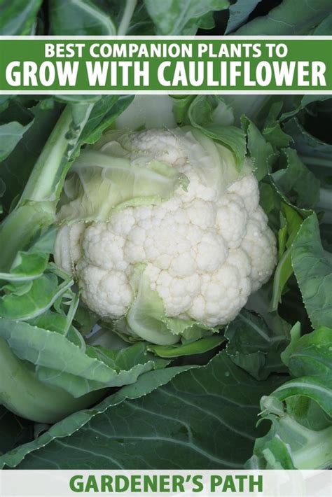 13 Of The Best Cauliflower Companions Gardeners Path