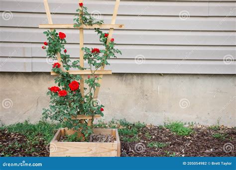 Climbing Roses On Cedar Standing Trellis In Front Of Residential Home