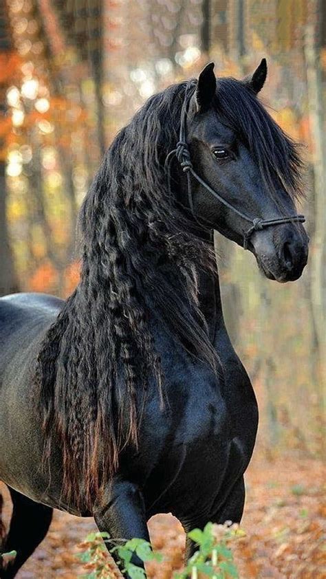 Friesian Portrait Friesian Black Great Portrait Horse Hd