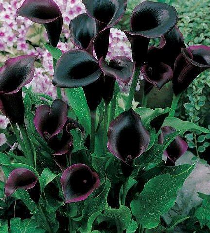 Black Calla Lilly I Just Planted These Here S Hoping I Can Keep Them