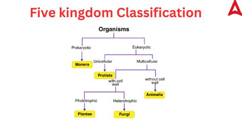 Five Kingdom Classification Features Examples Characteristics Advantage