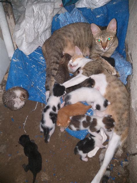 3 Feralstray Cats Got Pregnant At The Same Time And Gave Birth In The