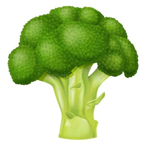 Fresh Green Broccoli Vector Illustration Stock Vector Illustration