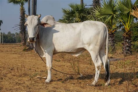 Zebu Cattle Guide Info And Facts