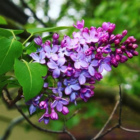 Lilacs Are Awake 🌿💜🌿 Lilac Naturephotography